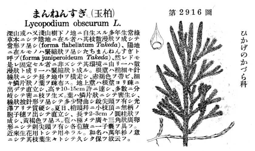 植物図鑑