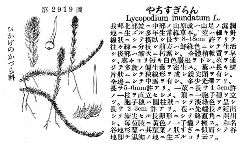 植物図鑑