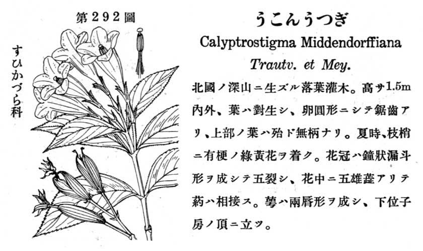 植物図鑑