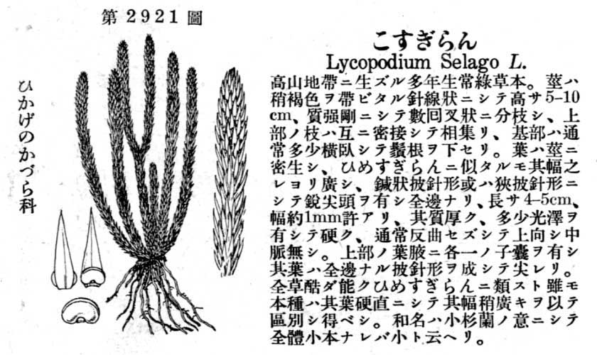 植物図鑑