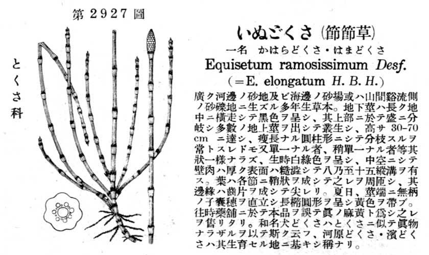 植物図鑑