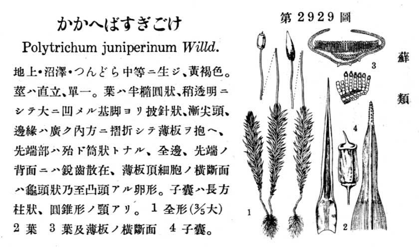 植物図鑑