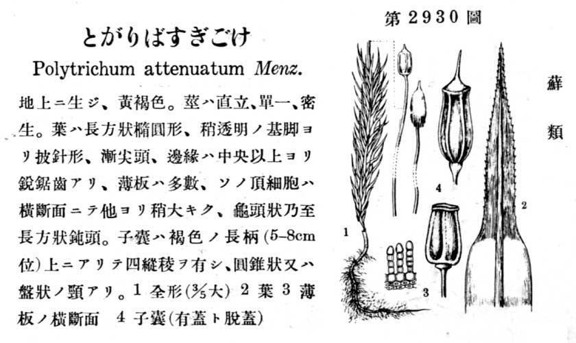 植物図鑑