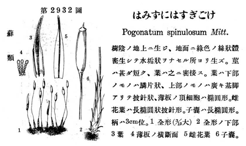 植物図鑑