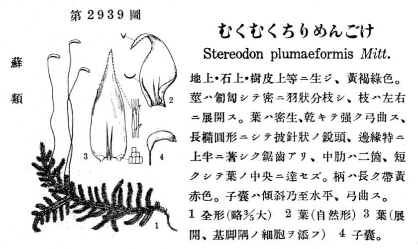 植物図鑑