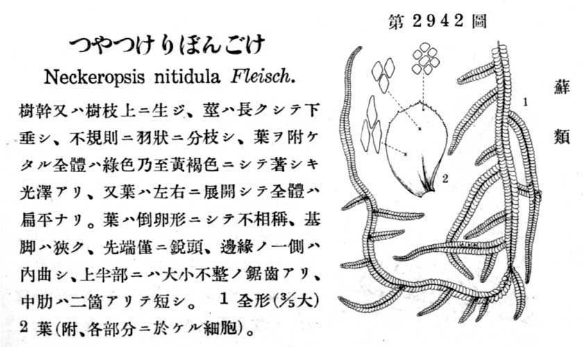 植物図鑑