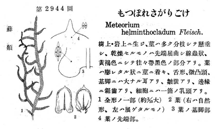 植物図鑑