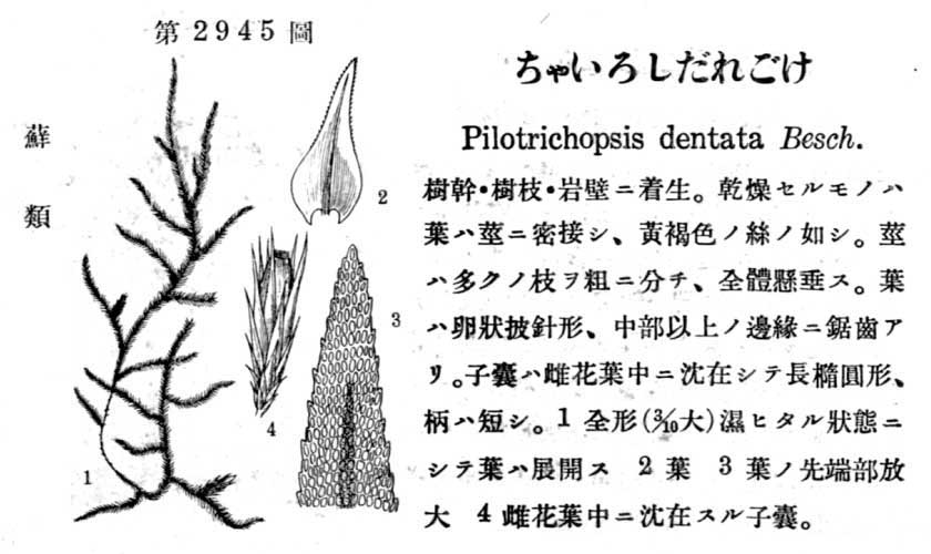 植物図鑑