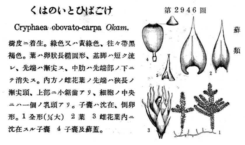 植物図鑑