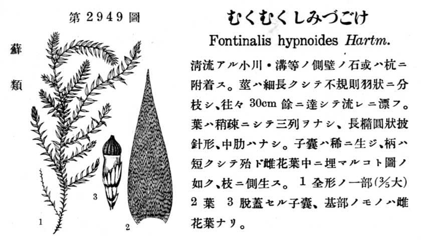 植物図鑑