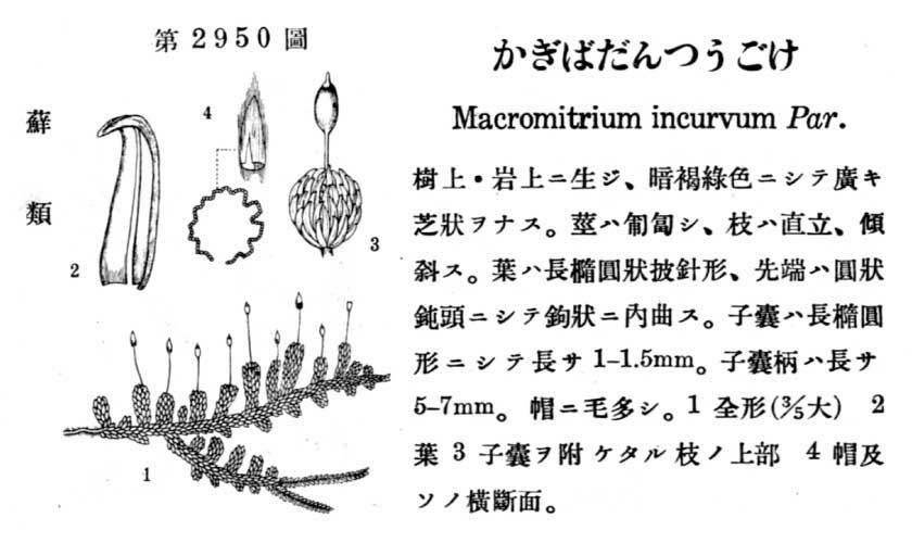 植物図鑑