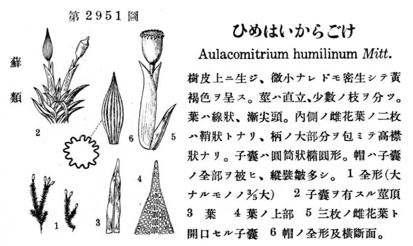 植物図鑑