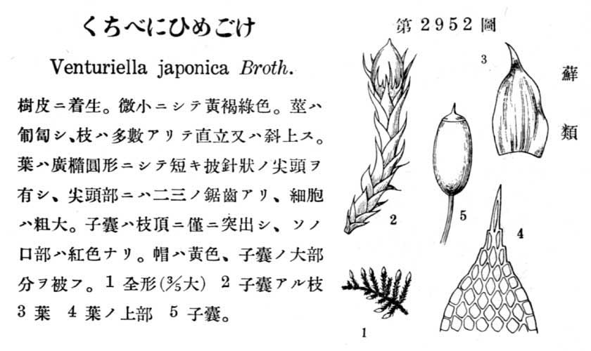 植物図鑑