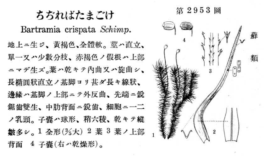 植物図鑑