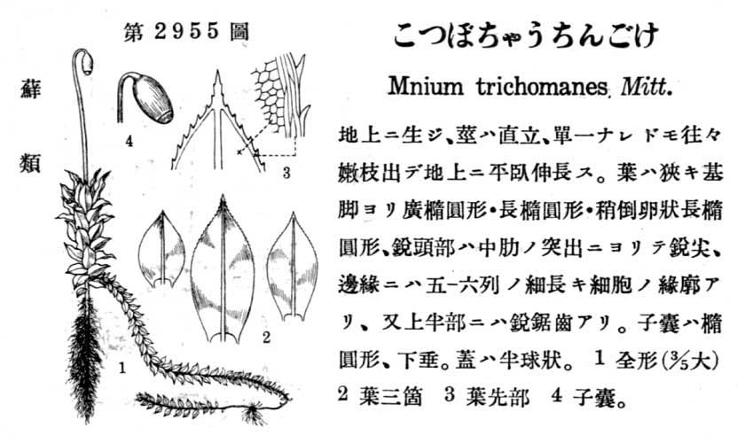 植物図鑑