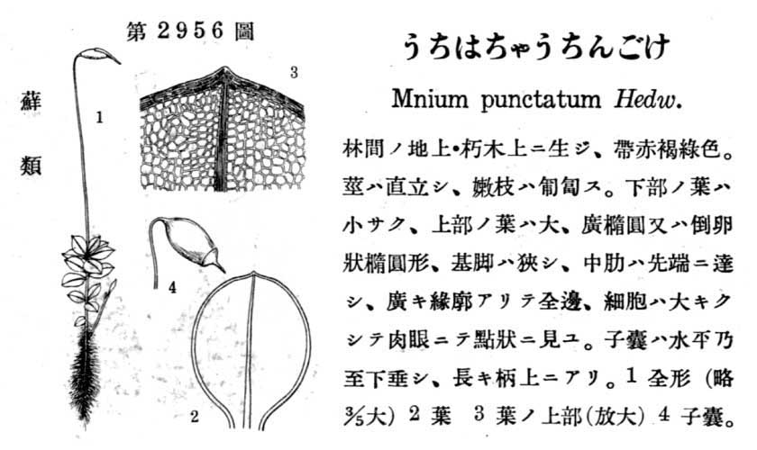 植物図鑑