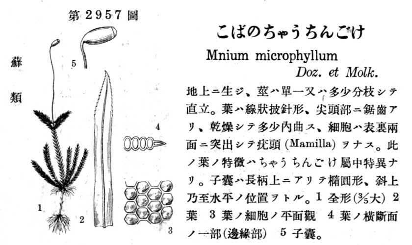 植物図鑑