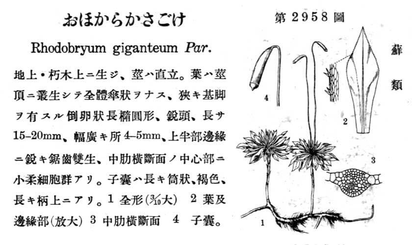 植物図鑑