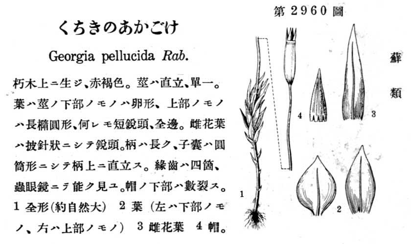 植物図鑑