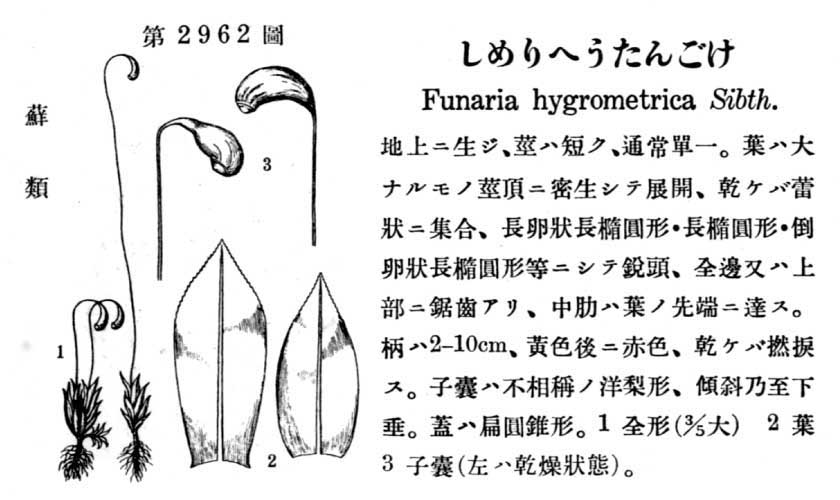 植物図鑑