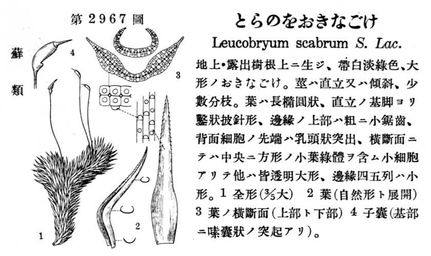 植物図鑑