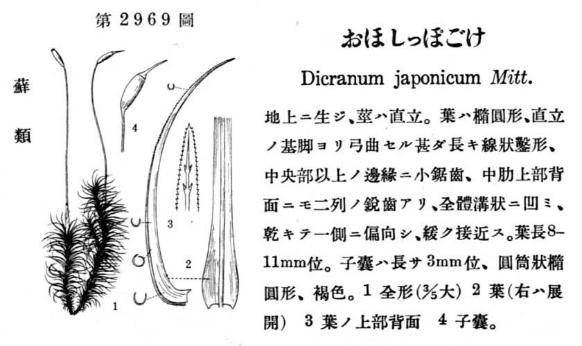 植物図鑑