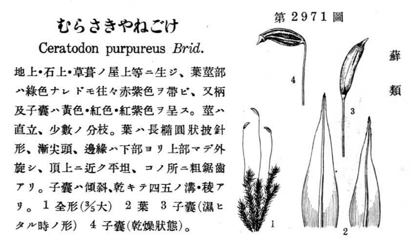 植物図鑑