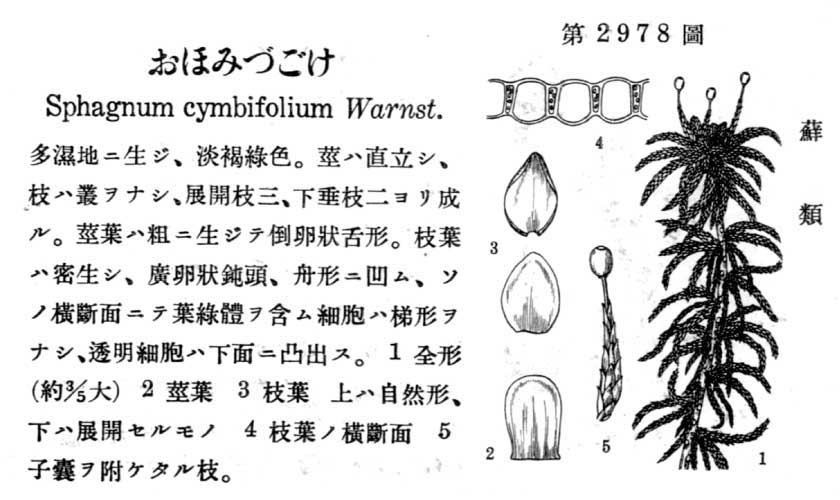 植物図鑑