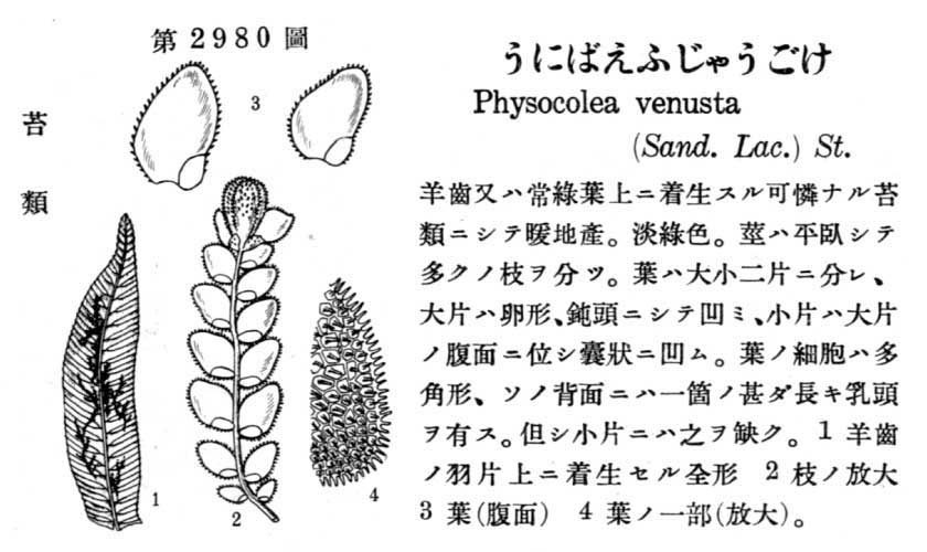 植物図鑑