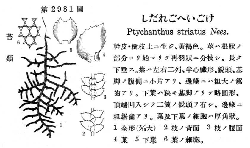 植物図鑑