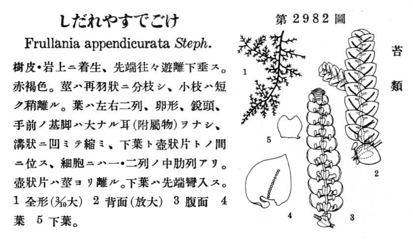 植物図鑑