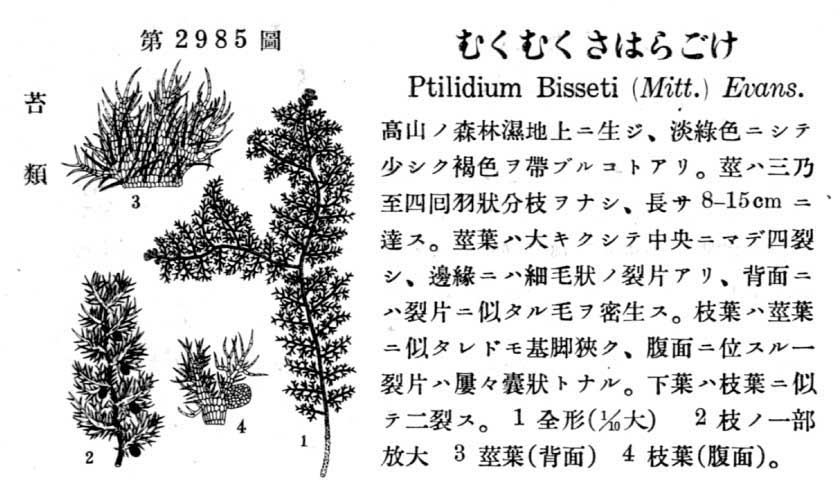 植物図鑑