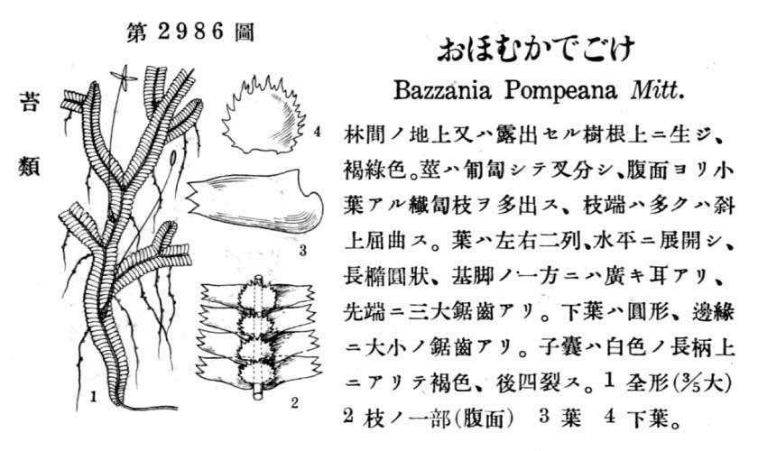 植物図鑑