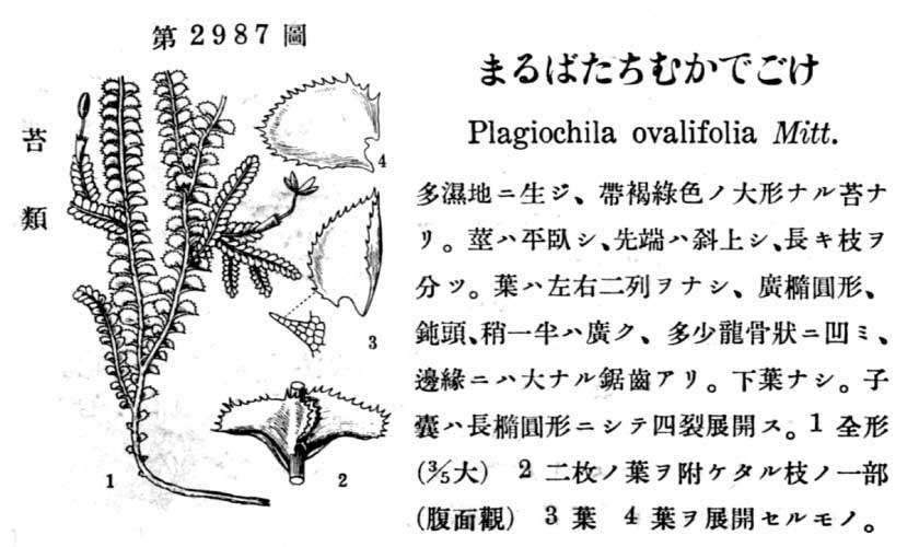 植物図鑑