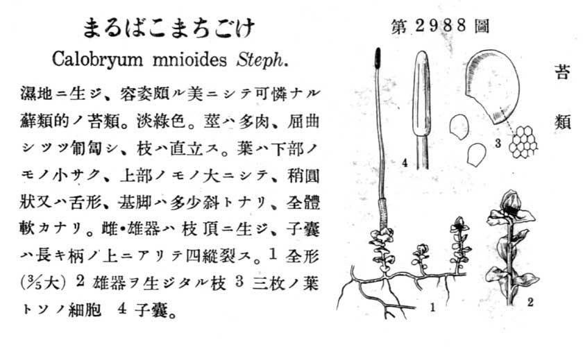 植物図鑑