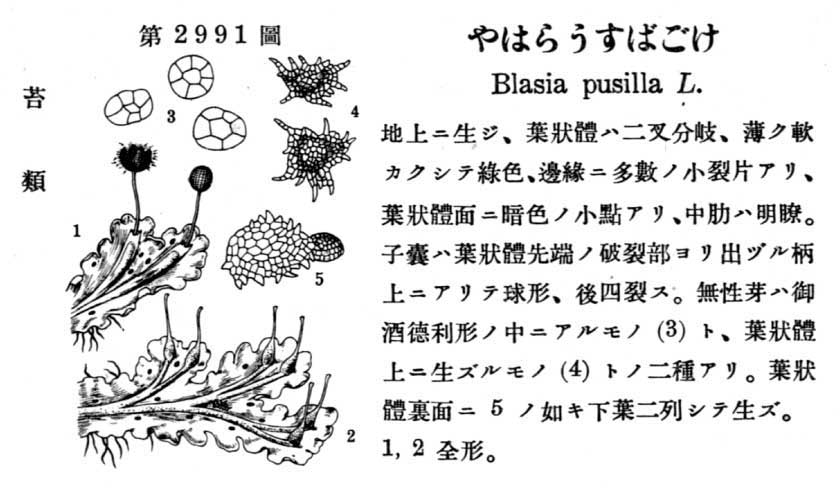 植物図鑑