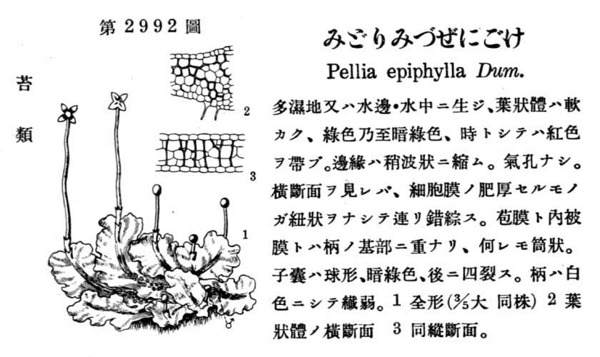 植物図鑑