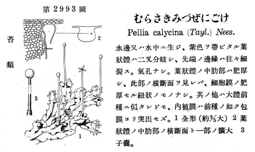 植物図鑑