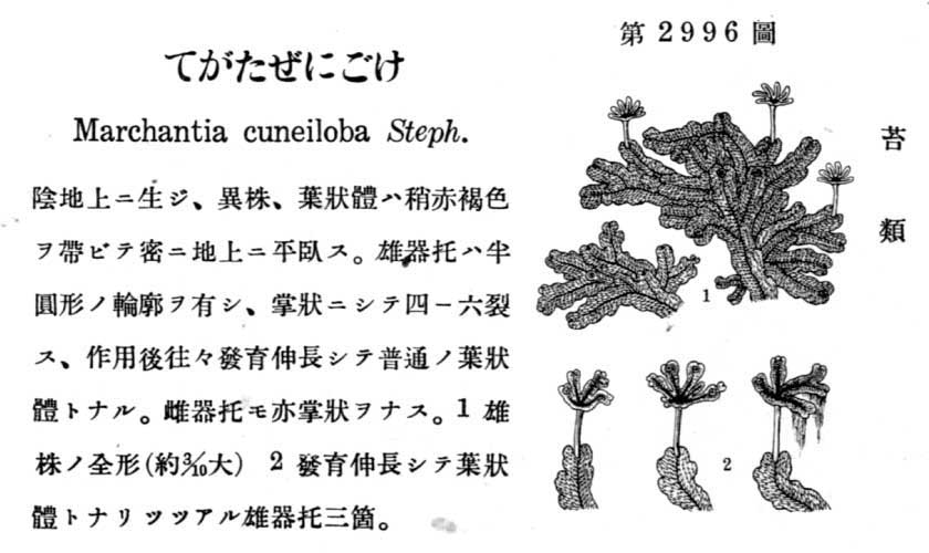 植物図鑑