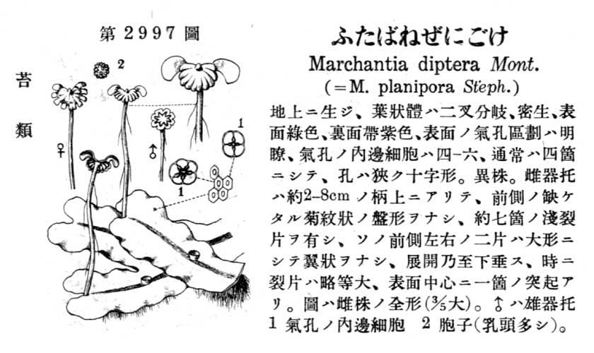 植物図鑑