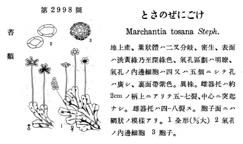 植物図鑑