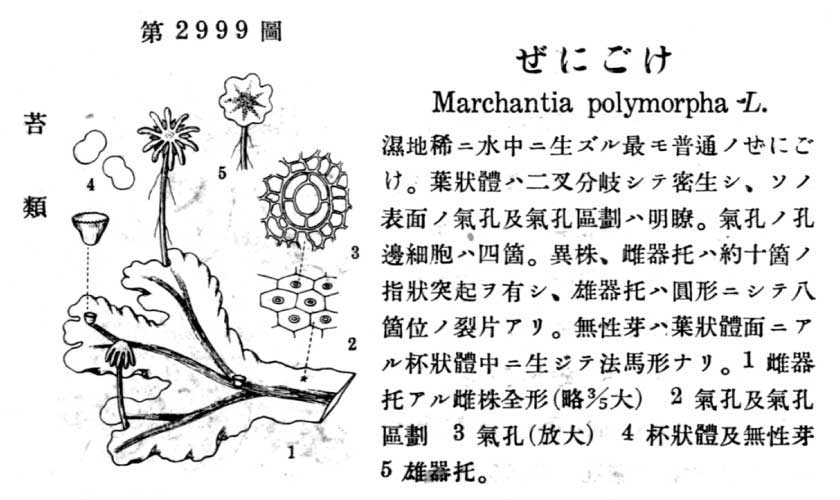 植物図鑑