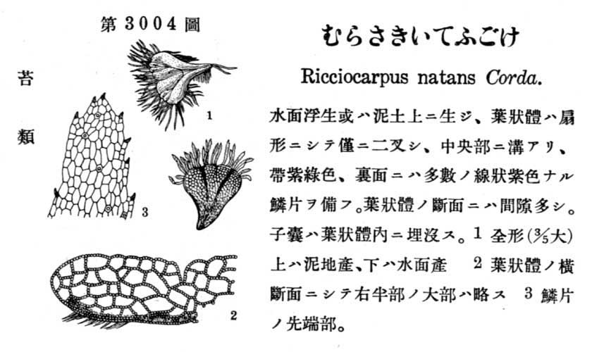 植物図鑑