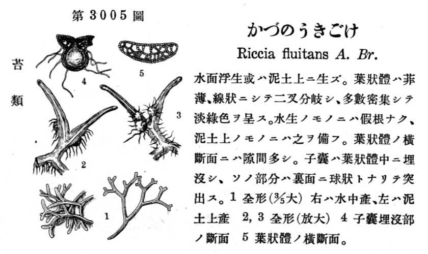 植物図鑑