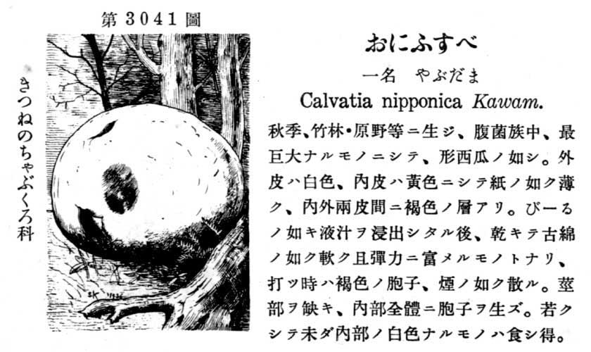 植物図鑑