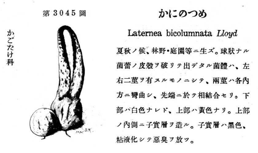 植物図鑑