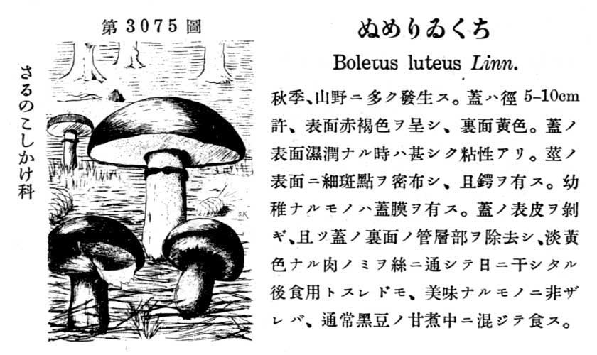 植物図鑑