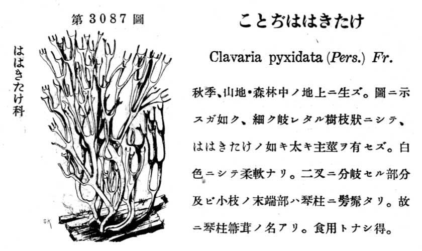 植物図鑑