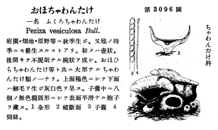 植物図鑑