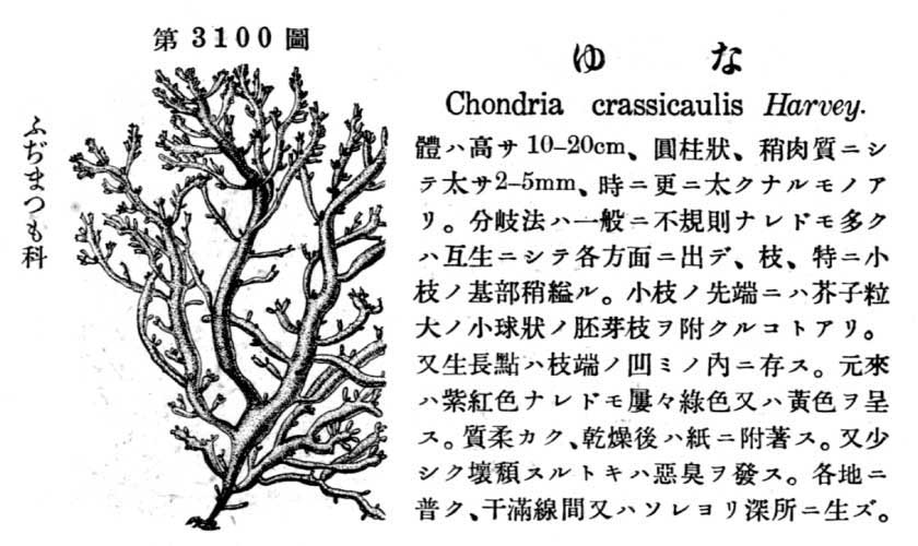 植物図鑑